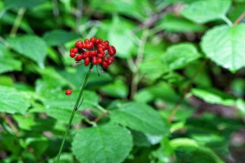 人参“变身”记：从“百草之王”到千亿级产业