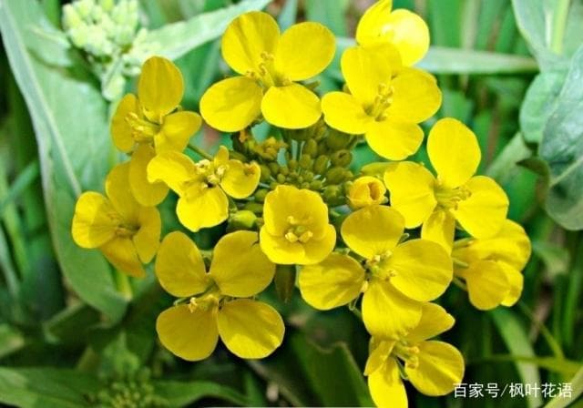 油菜花的象征意义：从植物学特征到文化内涵