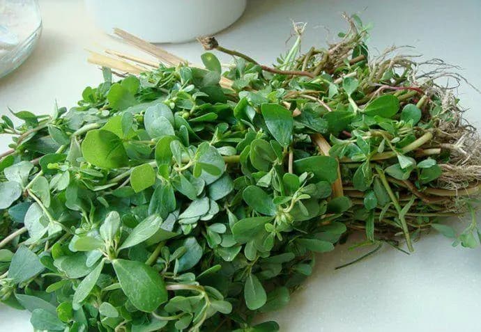 春天来了，这10种野菜堪称“天然食物药”，快为家人收好了！