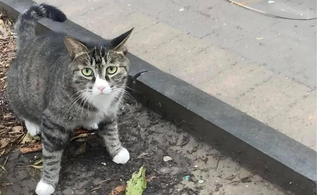 小区流浪猫，物业该怎么管？