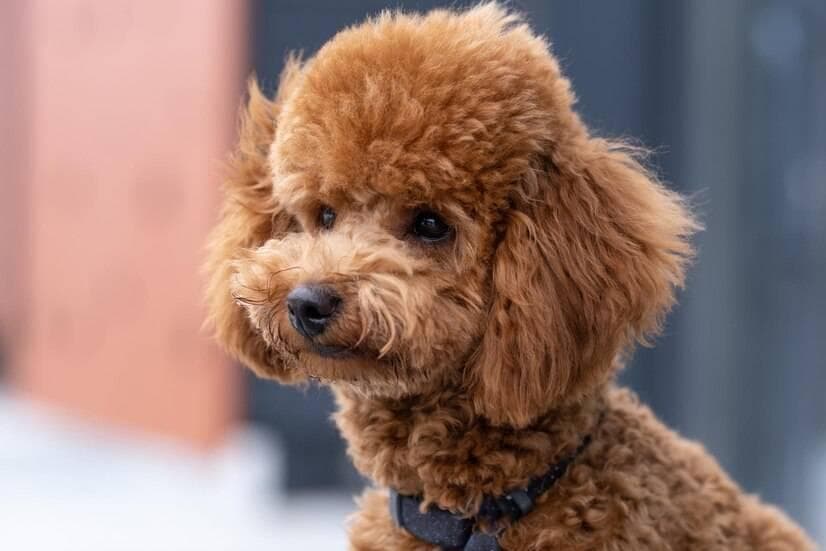 十大便宜又好养的小型犬推荐