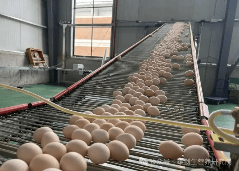 植物甾醇在蛋鸡养殖中的经济效益分析：每羽年收益提升8.6-12.4元
