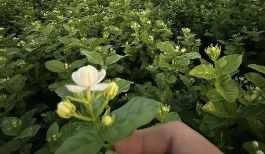 生产全球60%的茉莉花：广西小城离“世界花都”还有多远？