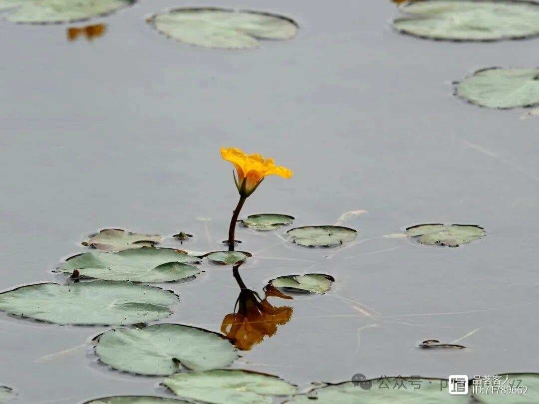 荇菜，从《诗经》里走来的水中草花