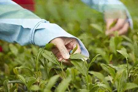 中国红茶的产地及其特点：探索全球的红茶产区
