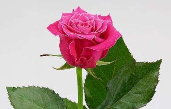 大家见过“大富贵玫瑰”吗？花色亮眼，花瓣厚实，观赏性价值极高