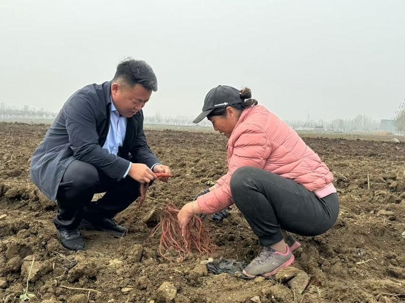 “小丹参”长成“大产业”：山东诸城贾悦镇丹参种植基地见闻