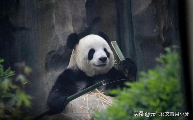 300斤的熊猫萌妹飞云，因为这3点俘虏众多粉丝
