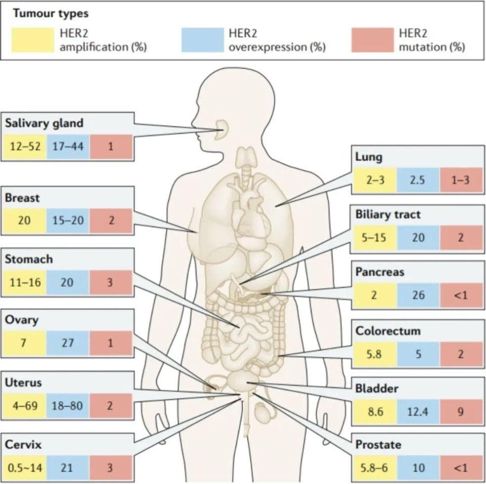 HER2变异形式及检测方法详解：从乳腺癌到其他瘤种的应用