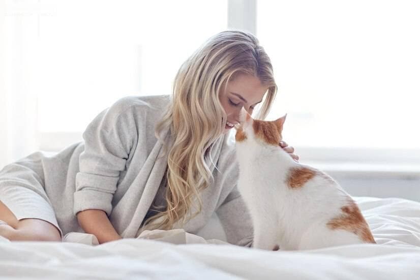 为什么养猫不能养双猫？需要考虑的几个重要因素