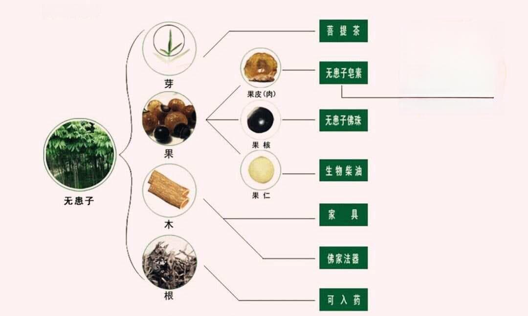 自制无患子酵素清洁剂，安全又环保！
