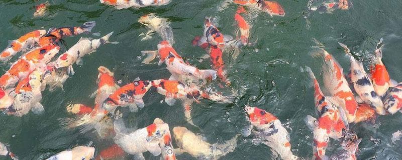 锦鲤养殖密度,每立方水养多少锦鲤