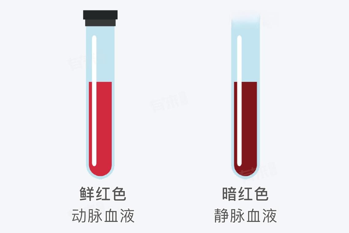 动脉血和静脉血颜色