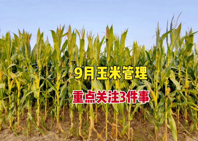 9月玉米管理：做好3件事，关乎整季收成，籽粒更饱满，增产又增收
