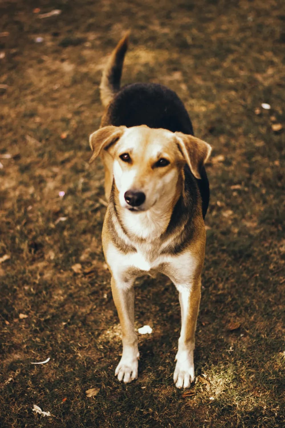 母狗避孕期间的健康管理：饮食、运动与心理关怀