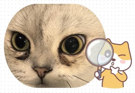 猫咪有泪痕是什么原因？揭秘常见元凶与正确护理方法