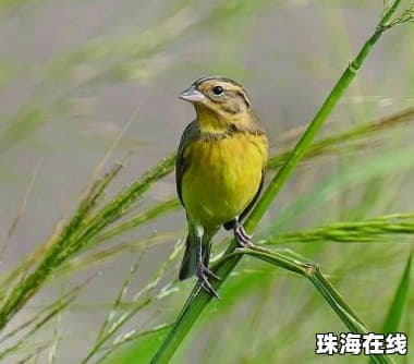 湖南现世界极危物种，洞庭湖灰鹤的生存现状与保护策略