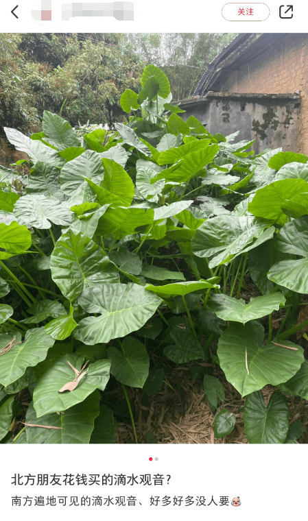 别摘别吃！这种高仿“芋头”全身有毒！广东很常见