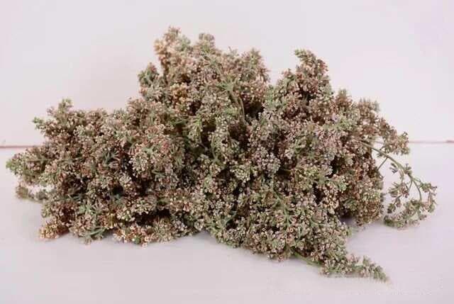 【前沿】明目方剂破译！密蒙花素激活视网膜再生通路 黄斑病变逆转率提升2.8倍