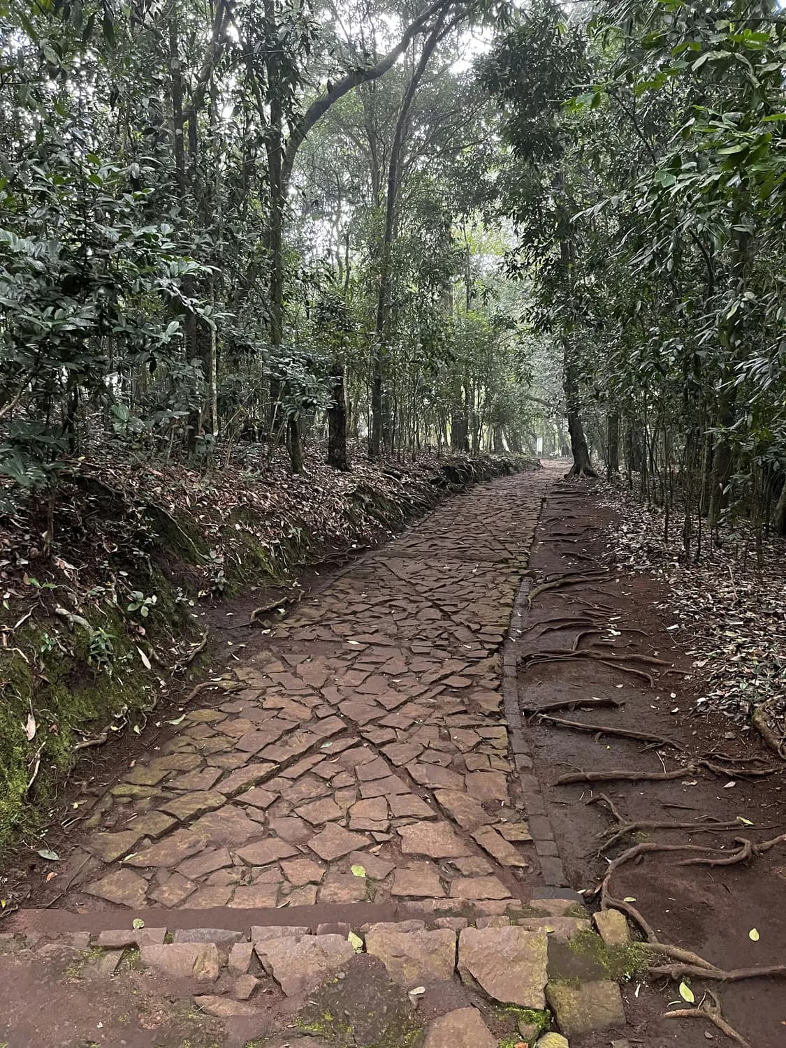 普洱茶马古道：千年古道展新颜