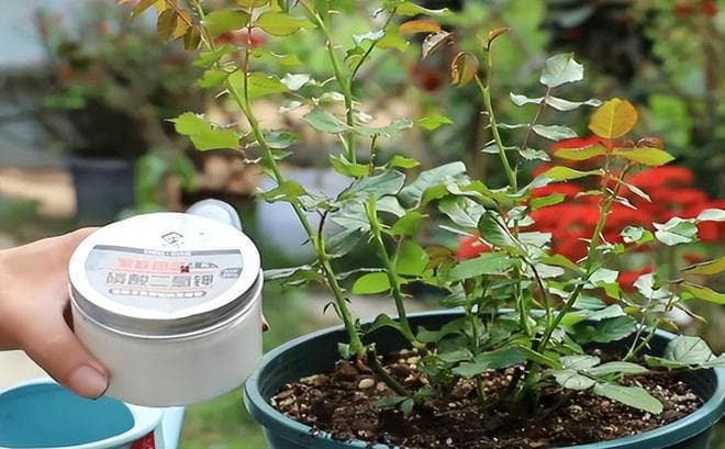 磷酸二氢钾对花卉开花及果实成熟的关键作用解析