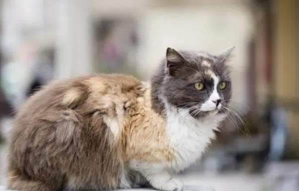 流浪猫认我当主人了吗？6种表现告诉你