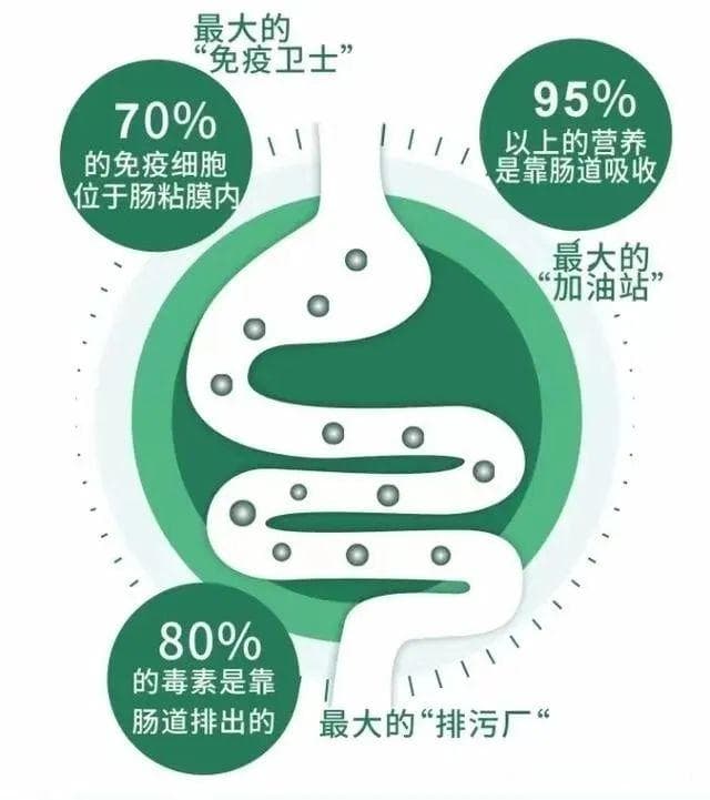 “肠寿”才能长寿！ 人体重要的免疫器官——肠道，是如何调节人体免疫力的