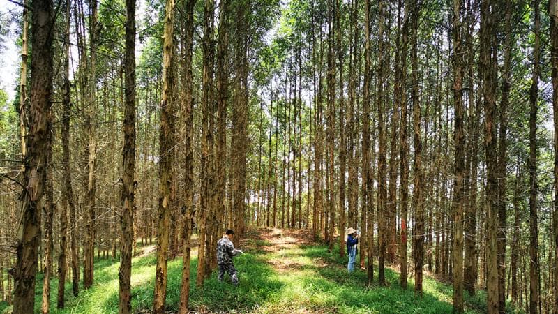 大量元素肥料氮磷钾的作用——桉树放什么肥长得快