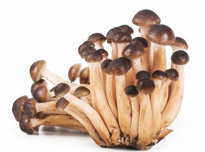 从形态到口感：鹿茸菇与茶树菇的四大差异
