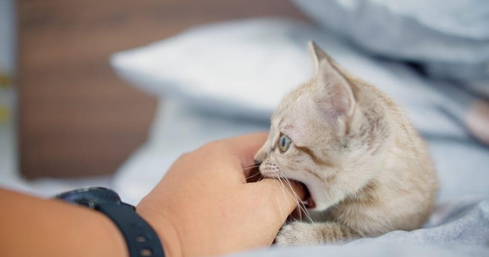 猫咪爱咬人行为全解析：原因、征兆及应对训练方法