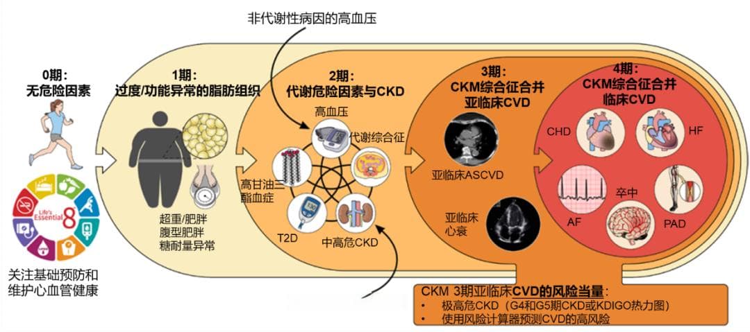 首部共识：心衰合并肾衰、糖尿病，药物怎么选？