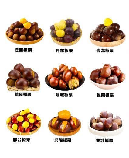 我国有名的十大板栗，快来看看你吃过几种？