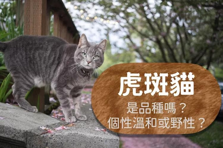虎斑猫完全解析：从基因到性格的全面解读