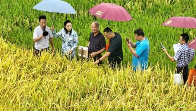 宁德：优质稻新品种在古田示范推广 “藏粮于技”助力粮食安全