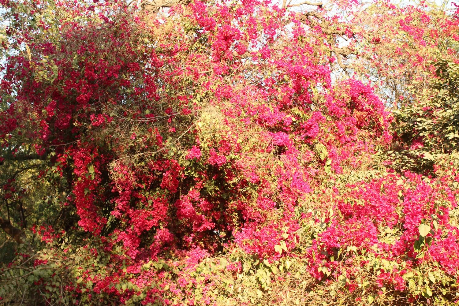 攀枝花二月赏花全攻略：木棉、三角梅正当时