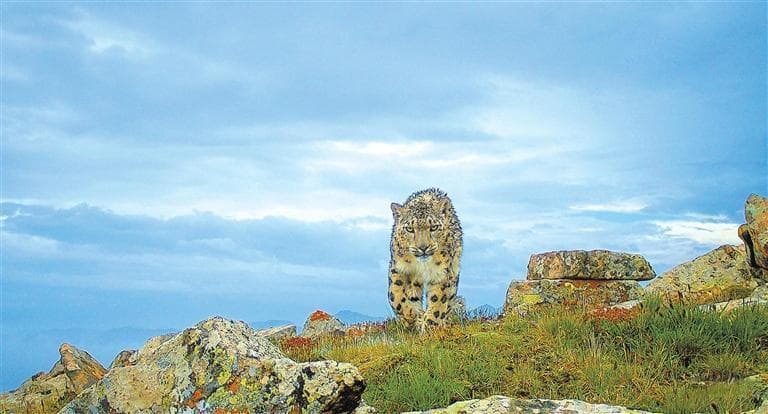 祁连山生态保护显成效：草原修复120万亩，生物多样性持续恢复