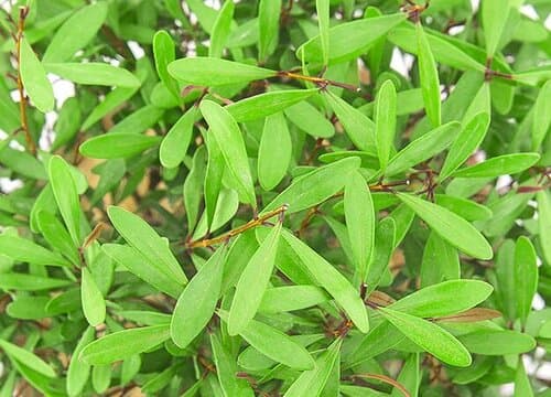 小叶黄杨耐寒吗 冬天会冻死吗