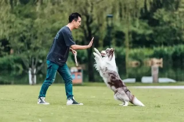 宠物心理学：宠物驯导师如何理解宠物行为