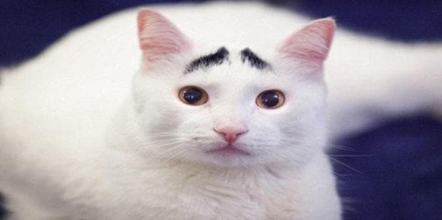 中国本土宠物猫品种大盘点：从狸花猫到玄猫