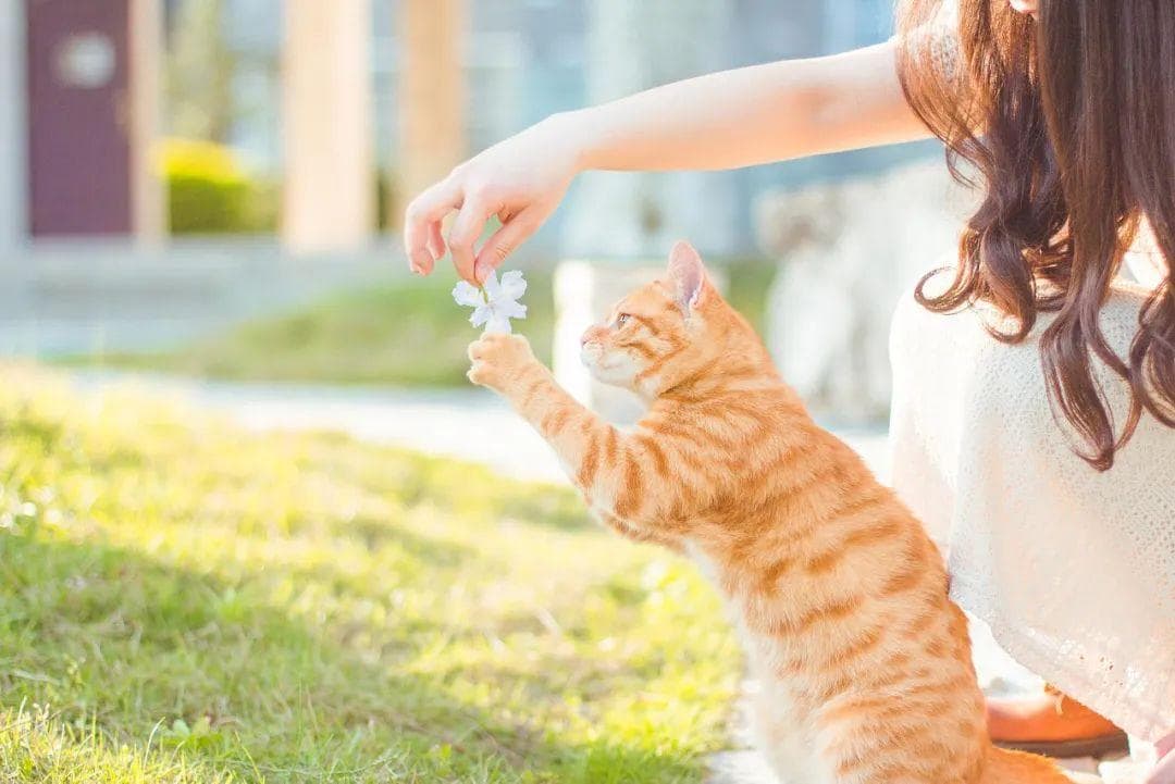 夏季养猫小贴士，猫咪清凉一夏的健康生活指南