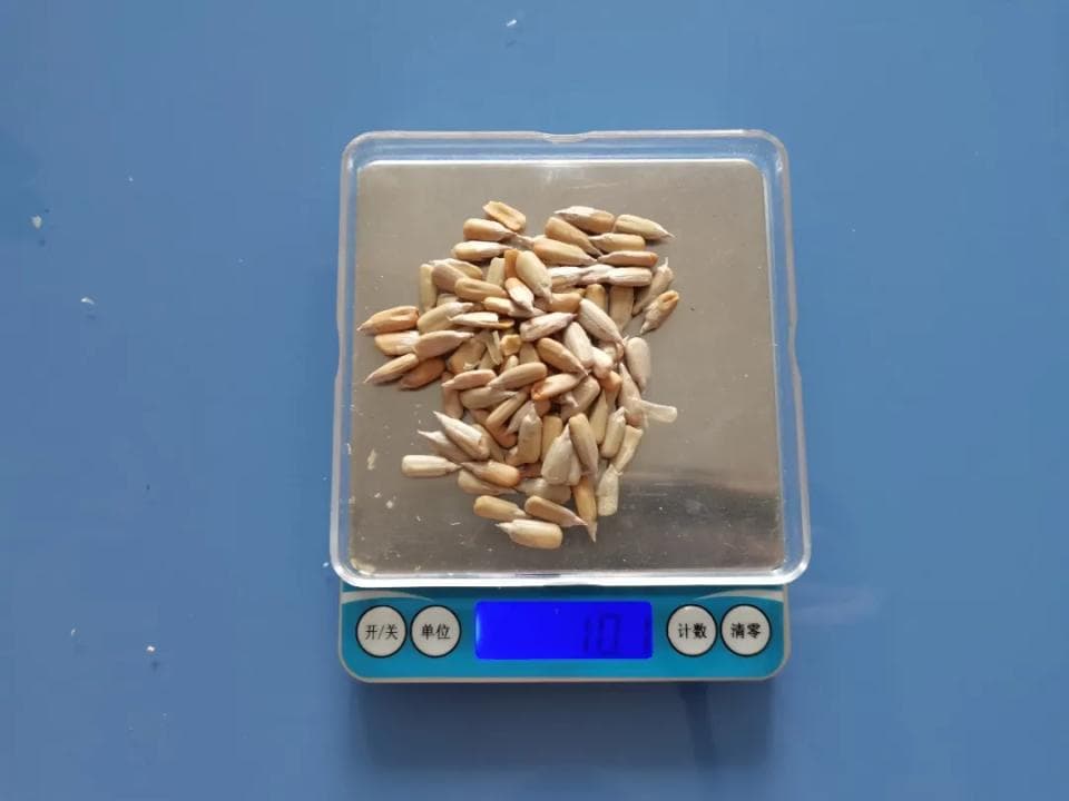 吃到这种瓜子马上吐出来！春节瓜子怎么磕，这篇“嗑瓜子指南”快来查收！