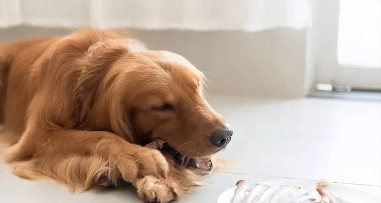 七种狗狗通人性，聪明过人（不同犬种展现出的智慧与理解力）