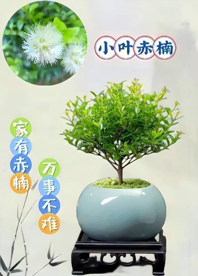 小叶赤楠的养护技巧