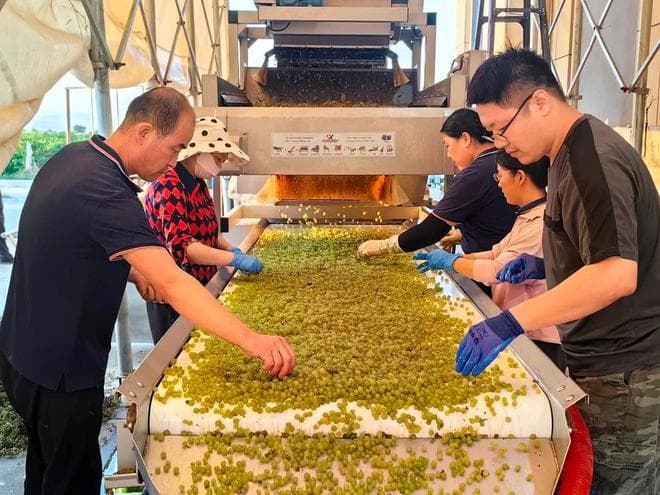 贺兰山东麓青铜峡葡萄酒产区迎来酿酒葡萄采收季