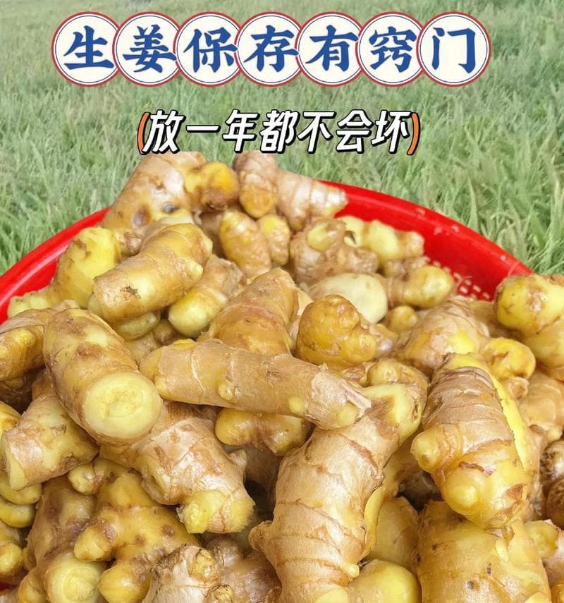如何保存鲜生姜？（掌握正确方法让生姜更新鲜）