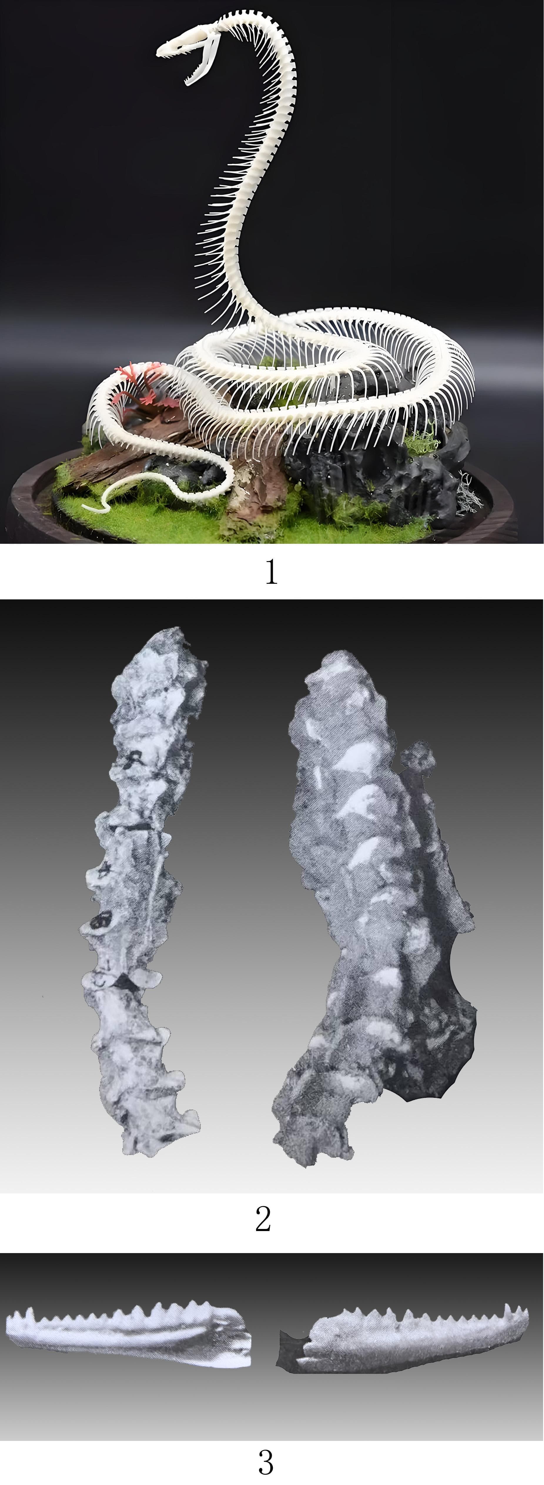 十二生肖系列之巳巳如意：蛇在中国文化中的多重意蕴