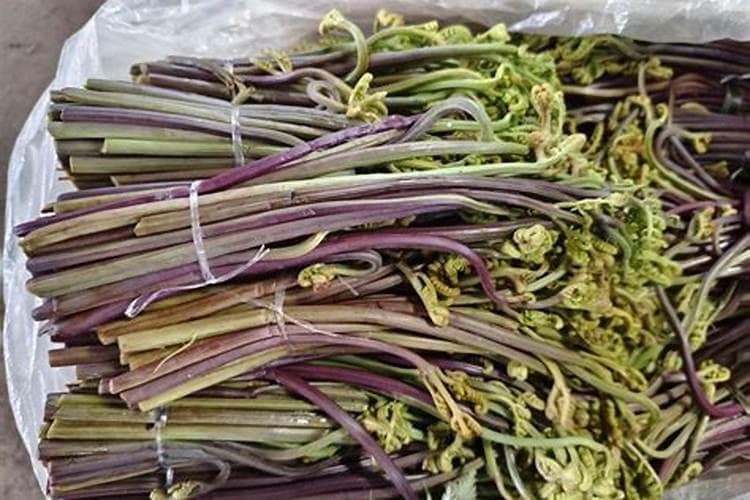 蕨菜：自然界的绿色宝藏及其人工栽培技术揭秘