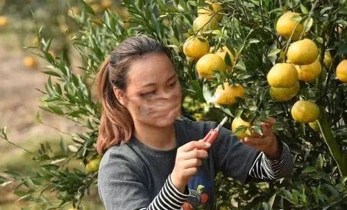 新会陈皮东甲和梅江哪个好