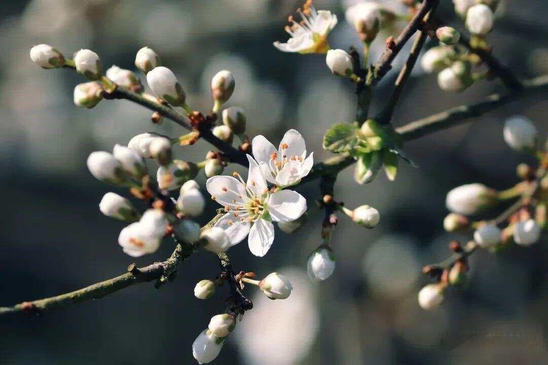 三首极美的初春诗词，惊艳了时光，温柔了流年