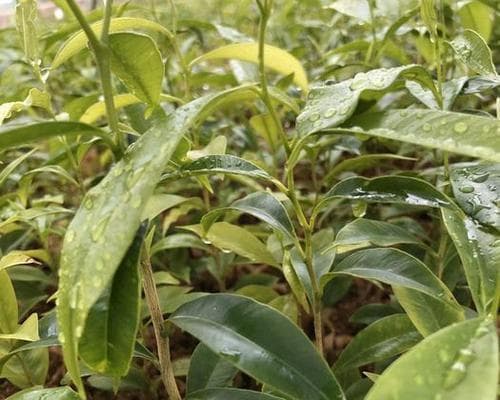 沉香的种植条件与适宜地区（探究沉香生长的要素，找到适合种植的环境）